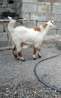 فروش یک چپشت