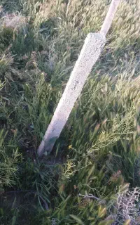 پایه درخت انگور
