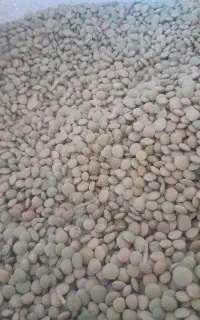 عدس دیم امسال