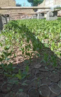 نهال پسته
