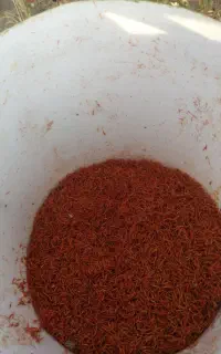 گلرنگ اعلا