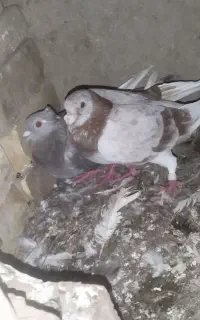 کبوتر رنگی