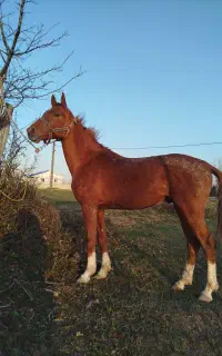 اسب نریان ترکمن سرعت بالا جوان