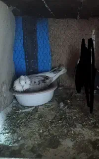 کبوتر هما