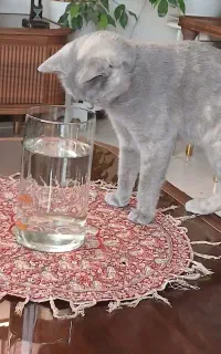 گربه ماده برتیش