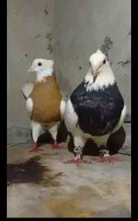 طوقی