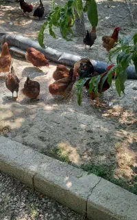 ۱۵ عدد مرغ خانگی جوان