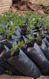 نهال پسته