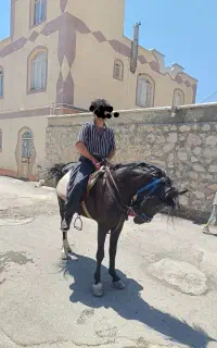 اسب اصیل کورد