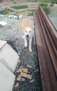 سگ نگهبانی