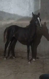 کره ماده درجه یک‌
