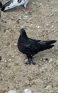 کفتر درجه ۱ پرشی