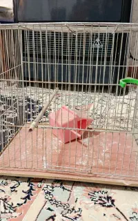 فروش سه قفس با هم