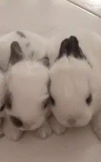 بچه خرگوش سفید