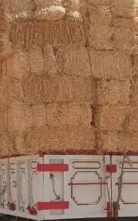 خرید کاه گندم و  کلش
