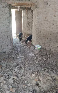 سگ نگهبان