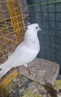 پرنده پیدا شده