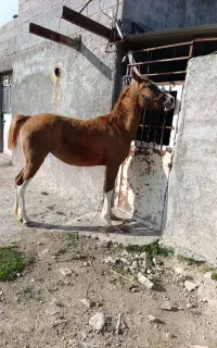 کره مادیان دوساله