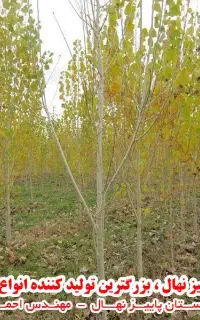 جشنواره پیش فروش نهالستان پاییزنهال آغاز شد صنوبر