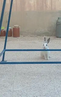 خرگوش