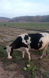 دهستان آقامحمدبیگلو