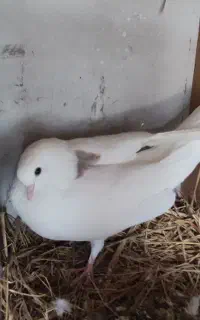 یک جفت کبوتر پروازی