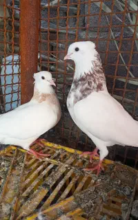 یک جفت طوقی