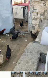 مرغ محلی
