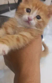 واگذاری بچه گربه با مادر