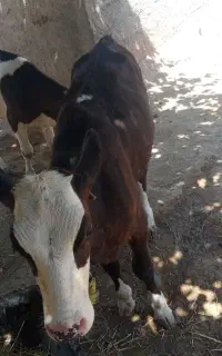 گاو