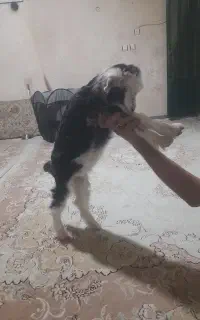 بزغاله سالم