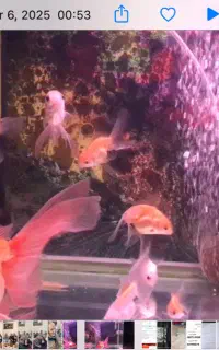 اکواریوم و ماهی گلدفیش مولد