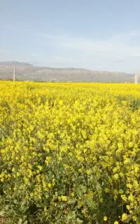 کود نصاب کاغذ دیواری