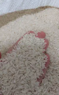 برنج هاشمی امساله