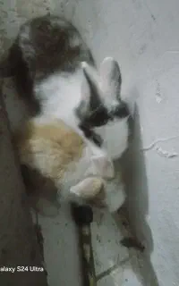 بچه خرگوش نژاد دار