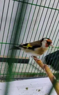 قناری تعداد و تک