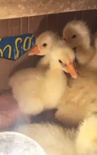 جوجه قو غاز