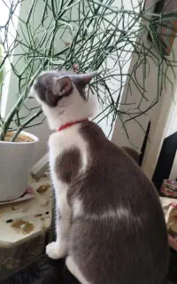 گربه ماده