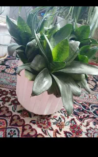 گل و گیاه