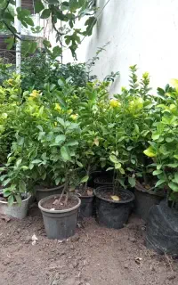 گل شمشاد طلایی و یوکا و یاس