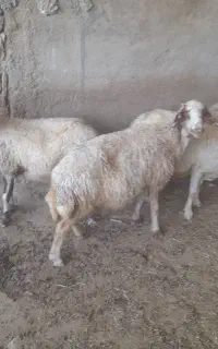 ۸ عدد میش هیکلی مناسب داشت با قوچ سنجابی