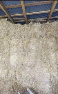 سرچین برنج برای دام