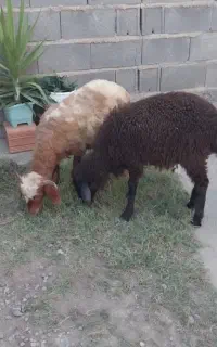 ۱ راس بره افشاری نر