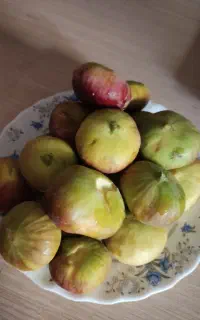 انجیر تازه وگردو تازه