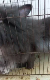 خرگوش لپ کاملا سالم