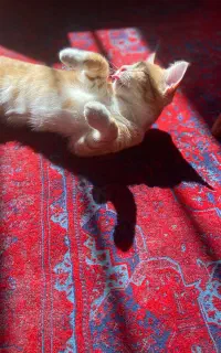 واگذاری رایگان گربه
