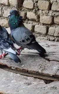 کبوتر آلمانی