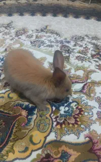 خرگوش