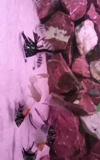 صخره سنگ آکواریوم