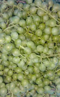 فروش اب غوره